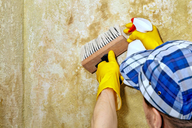 Trusted Gantt, SC Mold Removal Experts