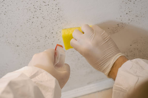 Best Mold Prevention Services  in Gantt, SC